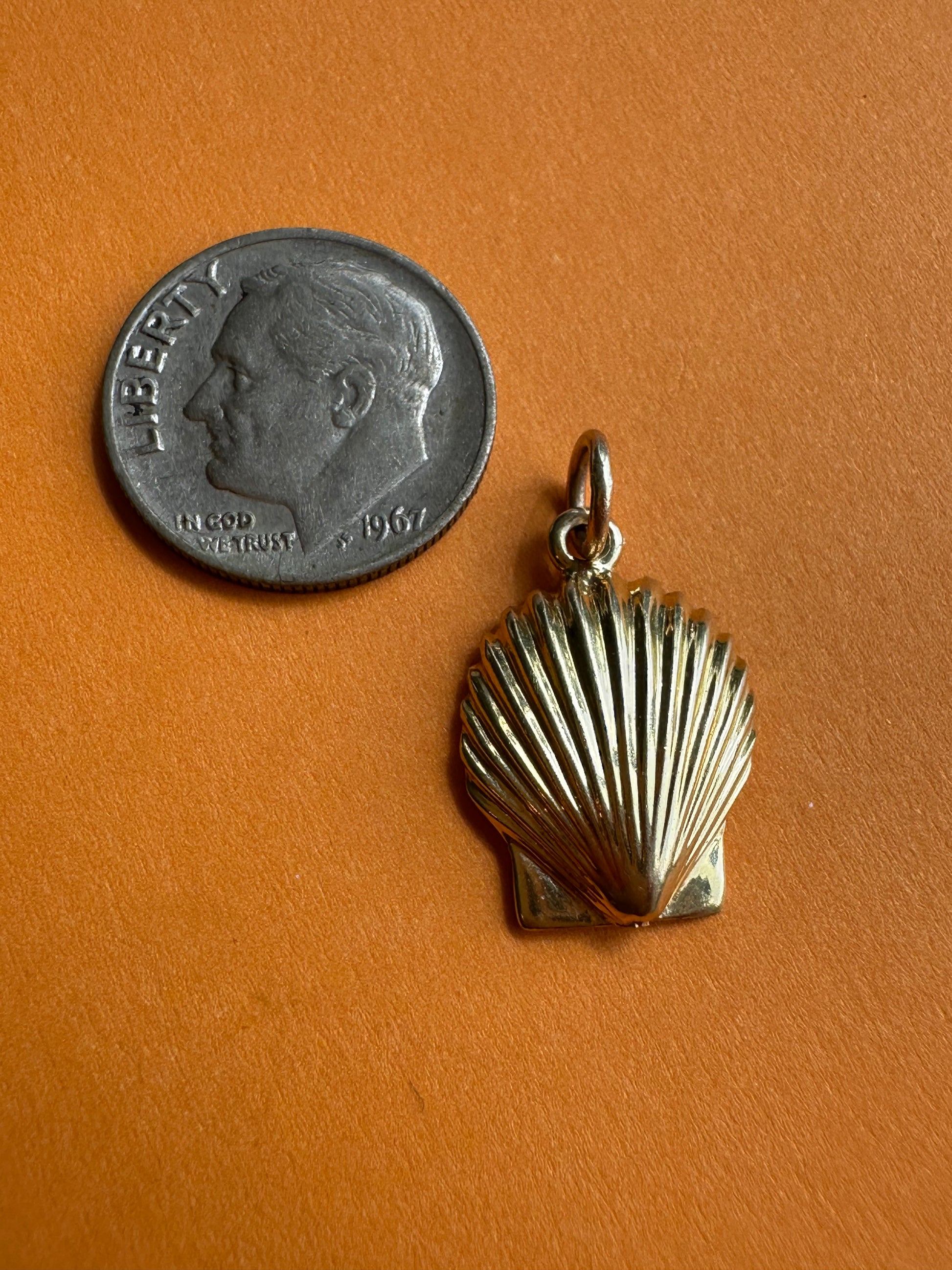 seashells and sand dollars