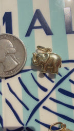 animals, critters, sealife